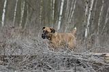 CANE CORSO 753
